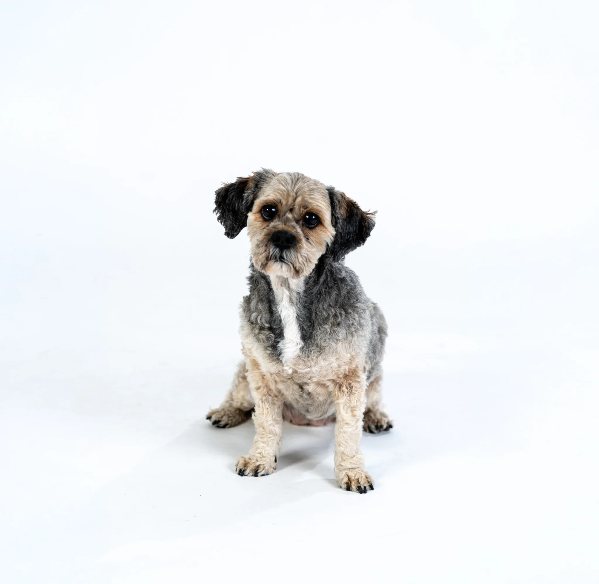Ein kleiner, lockiger Hund mit grauem und beigem Fell sitzt vor einem weißen Hintergrund und schaut direkt in die Kamera.
